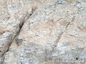 Iberdj_II_17